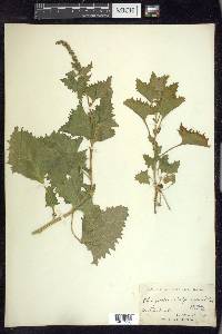 Chenopodium californicum image