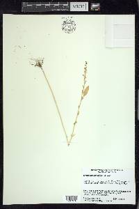 Chenopodium foggii image