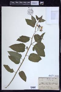 Solanum xanti image