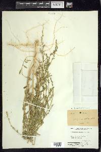 Chenopodium atrovirens image