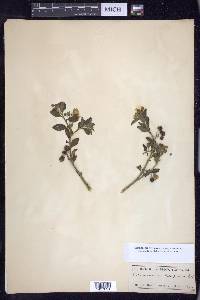 Solanum umbelliferum image