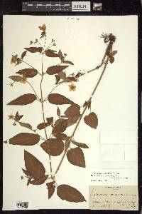 Lysimachia tonsa image