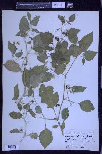 Solanum interius image