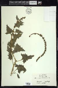 Chenopodium californicum image