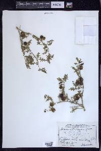 Solanum triflorum image