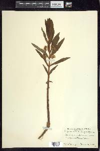 Lysimachia thyrsiflora image