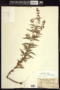 Lysimachia tonsa image