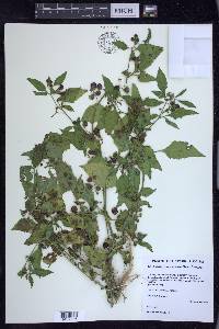 Solanum ptychanthum image