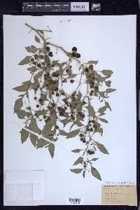 Solanum ptychanthum image