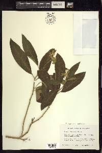 Solanum donianum image