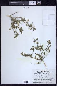 Solanum triflorum image