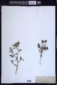 Solanum triflorum image