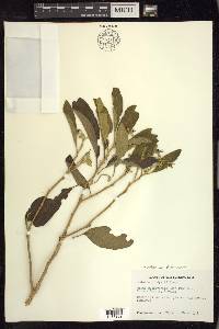 Solanum donianum image