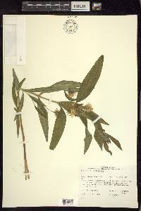 Lysimachia thyrsiflora image