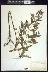 Lysimachia thyrsiflora image