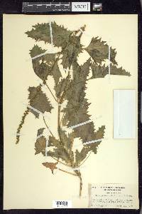 Chenopodium californicum image