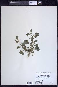 Solanum ptychanthum image