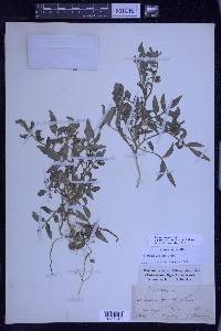 Solanum jamesii image
