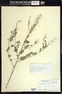 Chenopodium berlandieri image