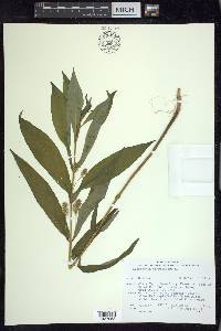 Lysimachia thyrsiflora image