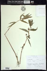 Lysimachia thyrsiflora image