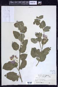 Solanum umbelliferum image