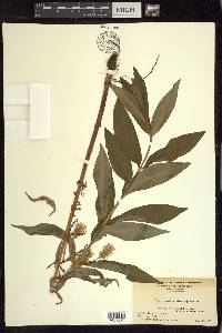 Lysimachia thyrsiflora image