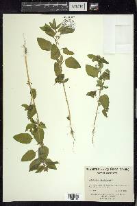 Chenopodium polyspermum image