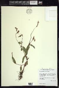 Persicaria careyi image