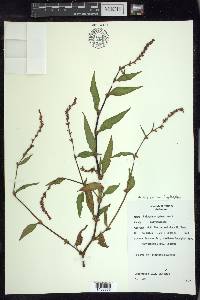 Persicaria hydropiper image