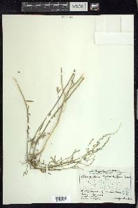 Chenopodium leptophyllum image