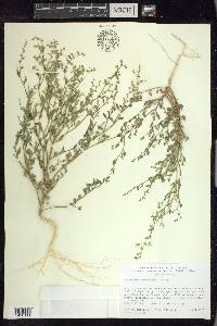 Chenopodium nevadense image