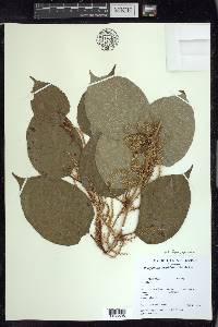 Reynoutria japonica image