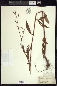 Persicaria careyi image