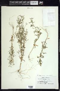 Dysphania graveolens image