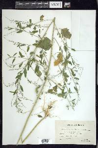 Chenopodium standleyanum image