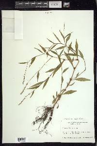 Persicaria hydropiper image