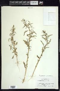 Dysphania graveolens image