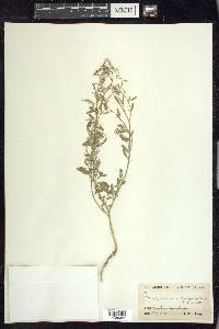 Chenopodium leptophyllum image