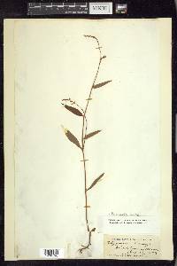 Persicaria careyi image