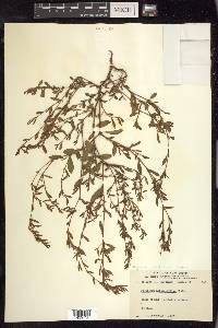 Polygonum aviculare subsp. aviculare image