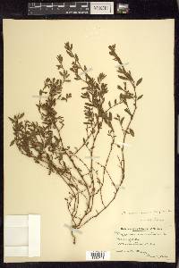 Polygonum aviculare subsp. aviculare image