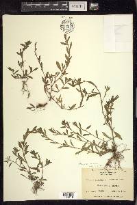 Polygonum aviculare subsp. aviculare image