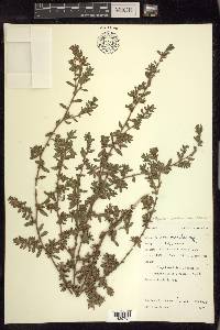 Polygonum aviculare subsp. depressum image