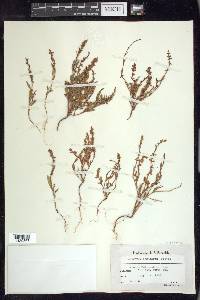 Polygonum douglasii image