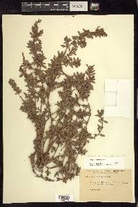 Polygonum aviculare var. buxiforme image