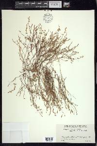 Polygonum douglasii image