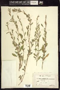 Polygonum aviculare subsp. aviculare image