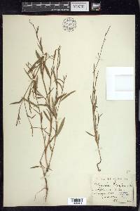 Polygonum douglasii image