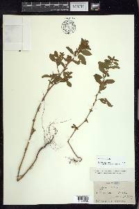 Polygonum erectum image